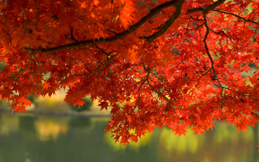 313160 (a): :1920x1200